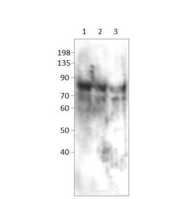 Western Blot: PDE12 Antibody [NBP3-12331]