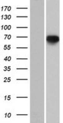 Western Blot: PDE12 Overexpression Lysate [NBP2-05004]