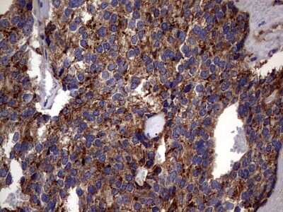 Immunohistochemistry: PDE1A Antibody (OTI7D5) [NBP2-46355]