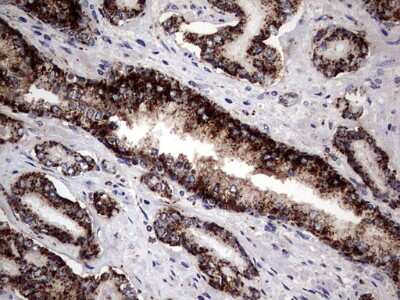 Immunohistochemistry: PDE1A Antibody (OTI7D5) [NBP2-46355]