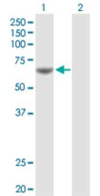 Western Blot: PDE1A Antibody [H00005136-D01P]