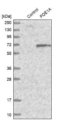 Western Blot: PDE1A Antibody [NBP1-86009]