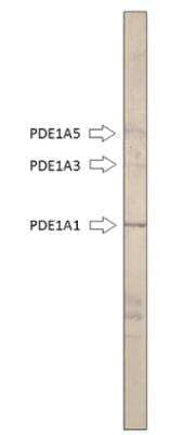 Western Blot: PDE1A Antibody [NBP3-12241]