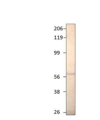 Western Blot: PDE1A Antibody [NBP3-12406]