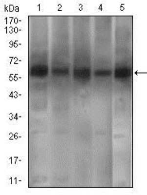 Western Blot: PDE1B Antibody (10B10B12)BSA Free [NBP2-37403]