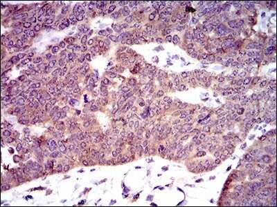 Immunohistochemistry: PDE1B Antibody (5C4A3) - BSA Free [NBP2-37404]