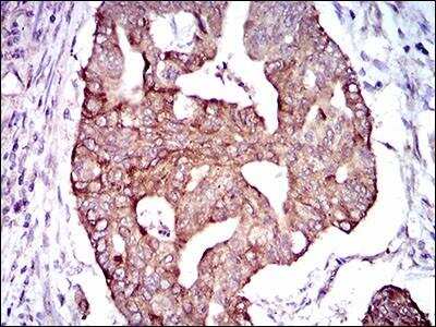 Immunohistochemistry: PDE1B Antibody (5C4A3) - BSA Free [NBP2-37404]