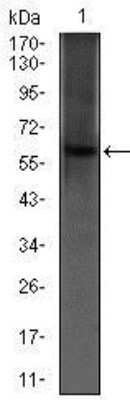 Western Blot: PDE1B Antibody (5C4A3)BSA Free [NBP2-37404]