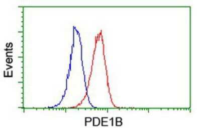 Flow Cytometry: PDE1B Antibody (OTI6E4) [NBP2-01063]