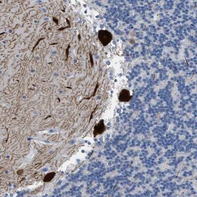 Immunohistochemistry-Paraffin: PDE1B Antibody [NBP1-80934]