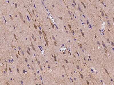 Immunohistochemistry-Paraffin: PDE1B Antibody [NBP2-97975]