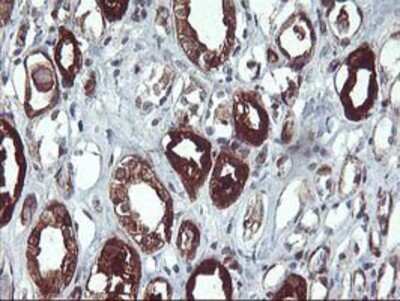 Immunohistochemistry: PDE1B Antibody (OTI6E4) - Azide and BSA Free [NBP2-73278]