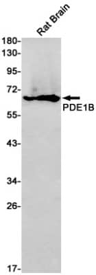 Western Blot: PDE1B Antibody (S03-6F9) [NBP3-19732]