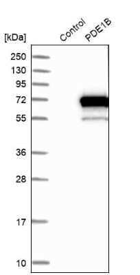 Western Blot: PDE1B Antibody [NBP1-80934]