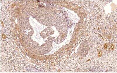 Immunohistochemistry: PDE1C Antibody [NB300-672]