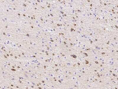 Immunohistochemistry-Paraffin: PDE1C Antibody [NBP3-00157]