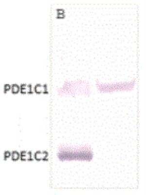 Western Blot: PDE1C Antibody [NB300-672]
