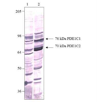 Western Blot: PDE1C Antibody [NB300-672]