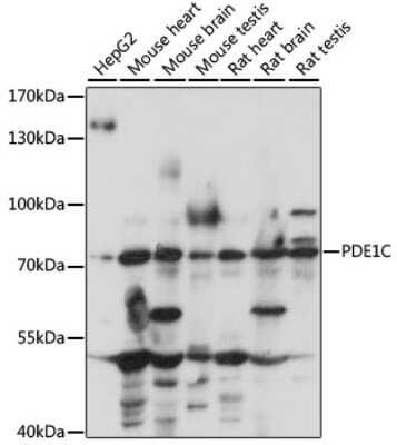 Western Blot: PDE1C AntibodyAzide and BSA Free [NBP2-95162]