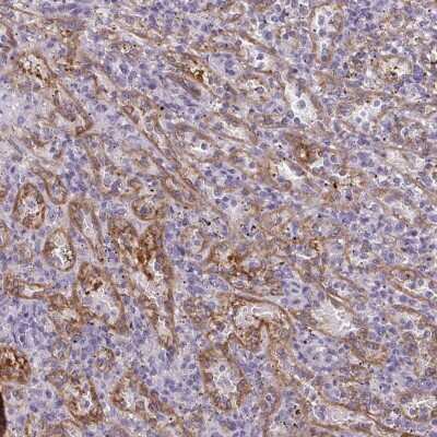 Immunohistochemistry-Paraffin: PDE2A Antibody [NBP2-48608]