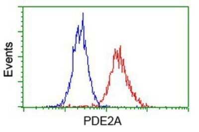 Flow Cytometry: PDE2A Antibody (OTI3A4) - Azide and BSA Free [NBP2-73288]