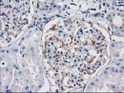 Immunohistochemistry: PDE2A Antibody (OTI3A4) - Azide and BSA Free [NBP2-73288]