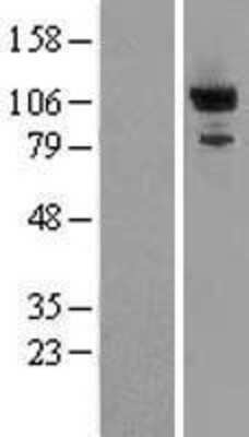 Western Blot: PDE2A Overexpression Lysate [NBL1-14216]