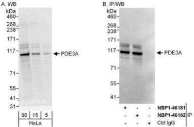 Western Blot: PDE3A Antibody [NBP1-46182]