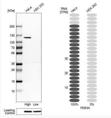 Western Blot: PDE3A Antibody [NBP1-85645]