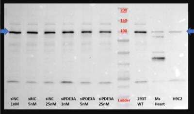 Western Blot: PDE3A Antibody [NBP2-19744]