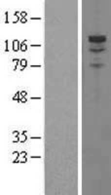 Western Blot: PDE3A Overexpression Lysate [NBL1-14217]