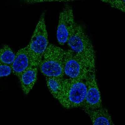 Immunocytochemistry/ Immunofluorescence: PDE3B Antibody [NBP2-55308]