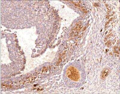 Immunohistochemistry-Paraffin: PDE3B Antibody [NBP3-12242]