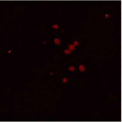 Immunocytochemistry/ Immunofluorescence: PDE3B Antibody [NBP3-12242]