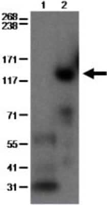 Western Blot: PDE3B Antibody (SMCP3B)BSA Free [NBP1-43333]