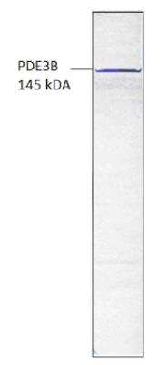 Western Blot: PDE3B Antibody [NBP3-12242]