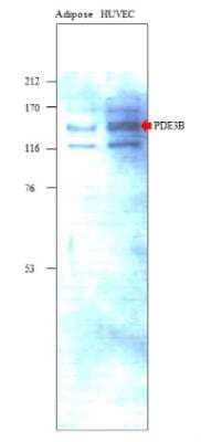 Western Blot: PDE3B Antibody [NBP3-12242]