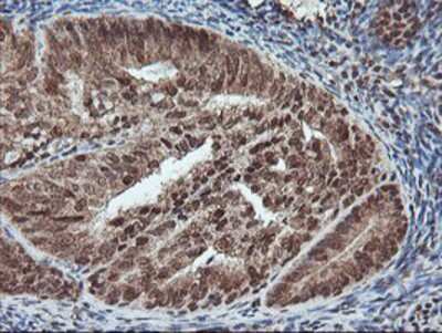 Immunohistochemistry-Paraffin: PDE4B Antibody (OTI1D12) [NBP2-01171]