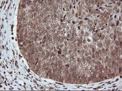 Immunohistochemistry-Paraffin: PDE4B Antibody (OTI1D12) [NBP2-01171]