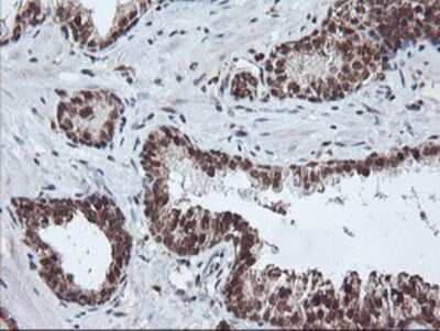 Immunohistochemistry-Paraffin: PDE4B Antibody (OTI1D12) [NBP2-01171]