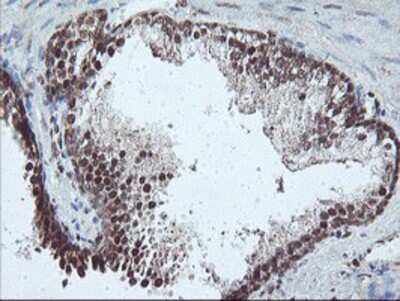 Immunohistochemistry-Paraffin: PDE4B Antibody (OTI1D12) [NBP2-01171]