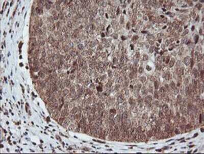 Immunohistochemistry: PDE4B Antibody (OTI1D12) - Azide and BSA Free [NBP2-73292]