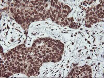 Immunohistochemistry: PDE4B Antibody (OTI1D12) - Azide and BSA Free [NBP2-73292]