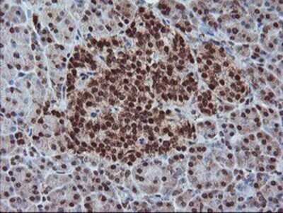 Immunohistochemistry: PDE4B Antibody (OTI1D12) - Azide and BSA Free [NBP2-73292]