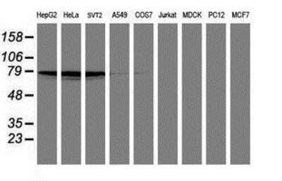 Western Blot: PDE4B Antibody (OTI1D12)Azide and BSA Free [NBP2-73292]