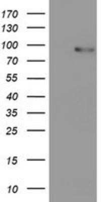 Western Blot: PDE4B Antibody (OTI1D12)Azide and BSA Free [NBP2-73292]