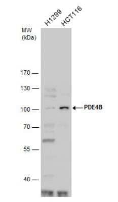 Western Blot: PDE4B Antibody [NBP1-33637]