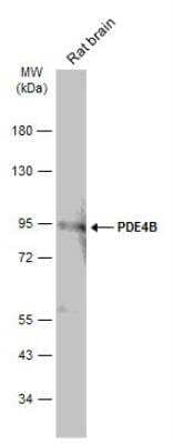 Western Blot: PDE4B Antibody [NBP2-19745]