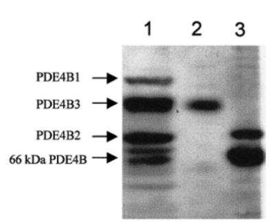 Western Blot: PDE4B Antibody [NBP3-12243]