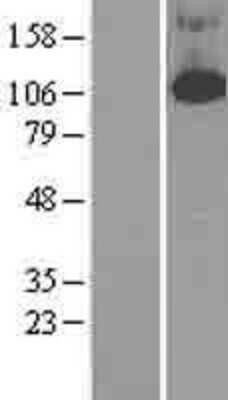 Western Blot: PDE4B Overexpression Lysate [NBL1-14220]